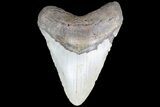 Bargain, Megalodon Tooth - North Carolina #83981-1